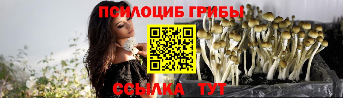 Псилоцибиновые грибы Psilocybe Новочеркасск